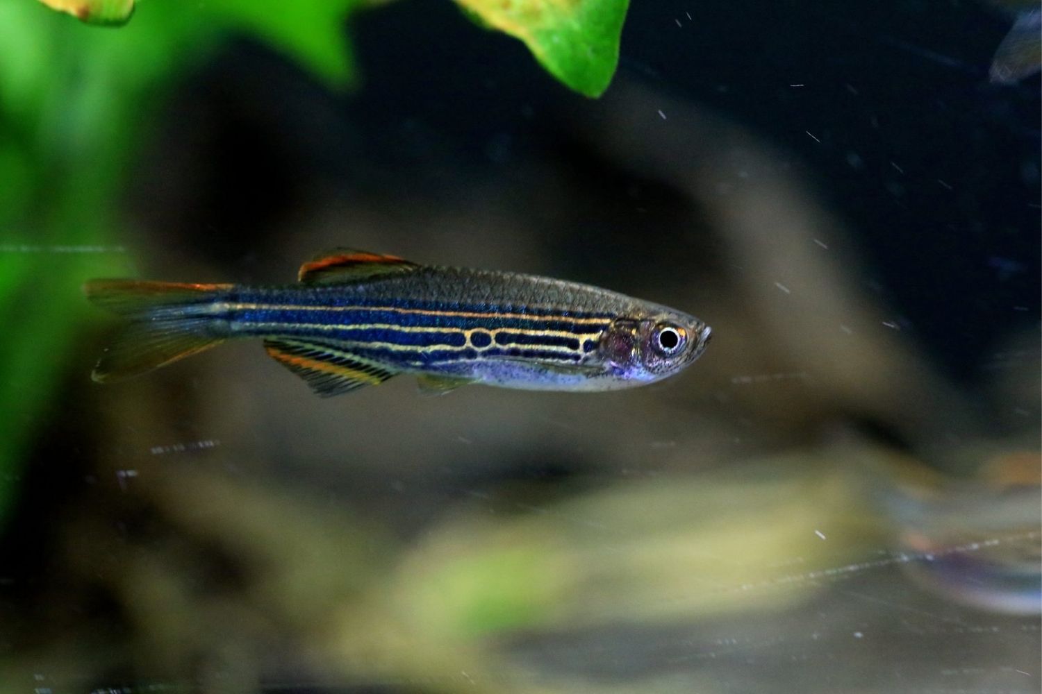 best fish for 1 gallon tank zebra danios