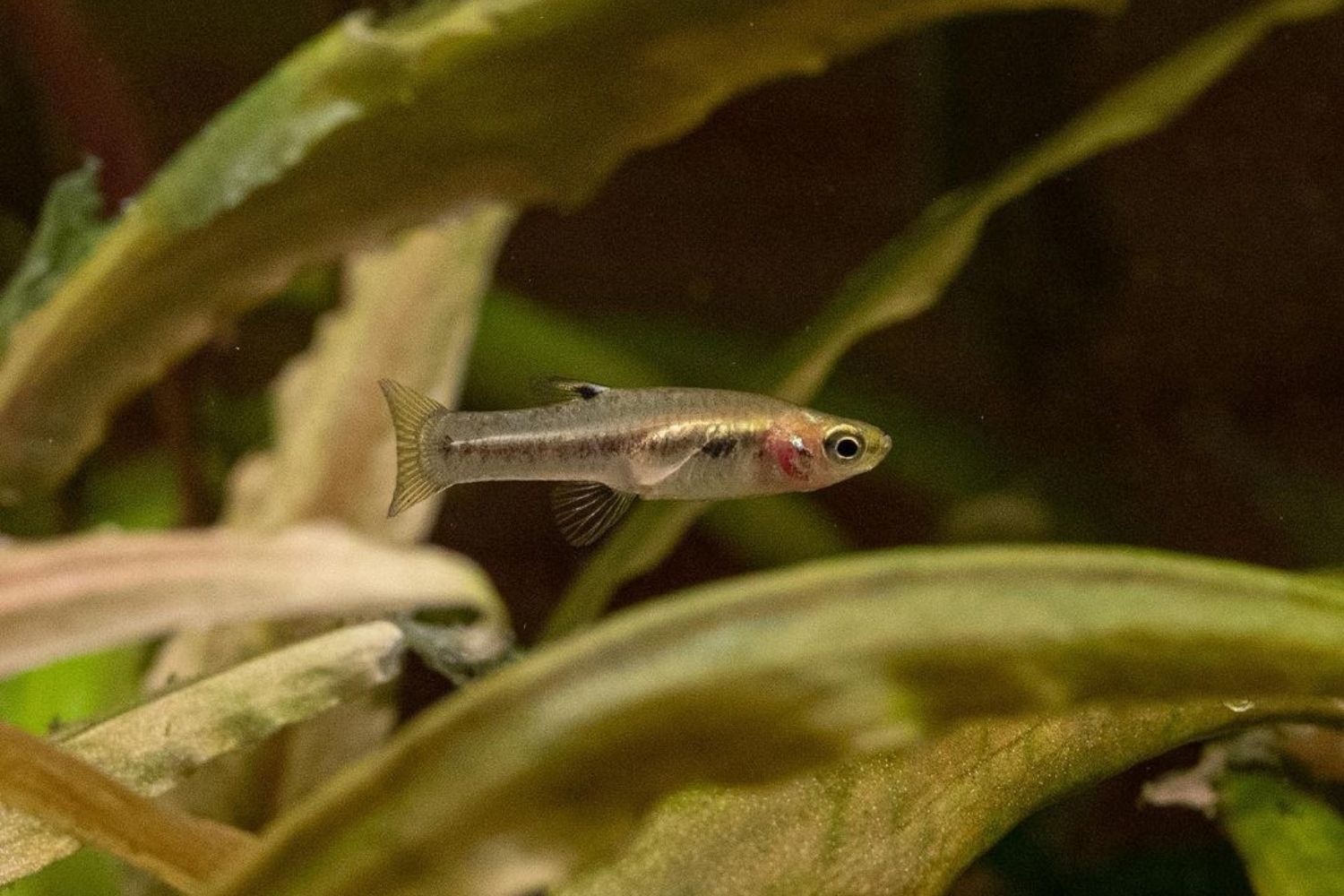 best fish for 3 gallon tank Least killifish