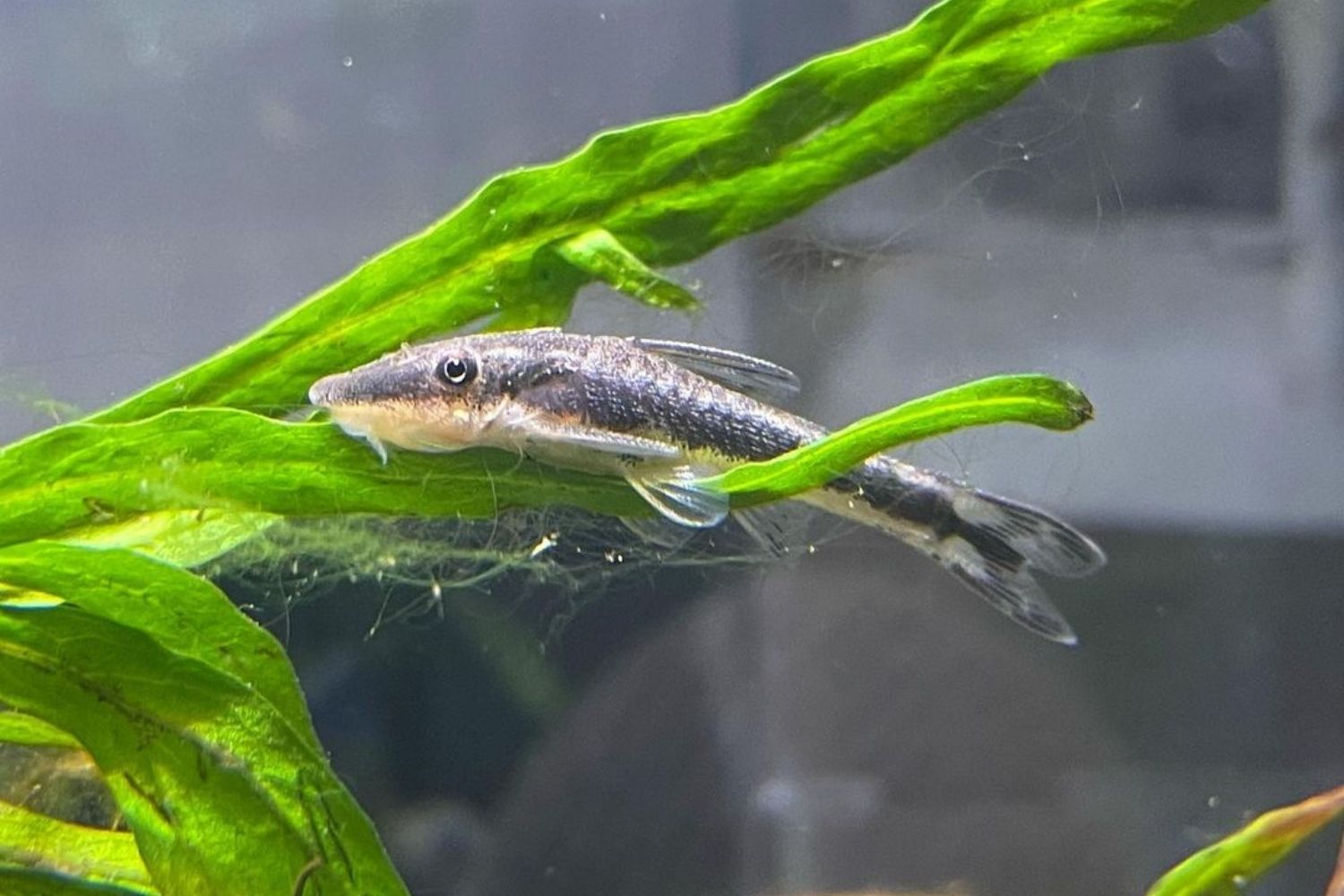 best fish for 3 gallon tank Otocinclus