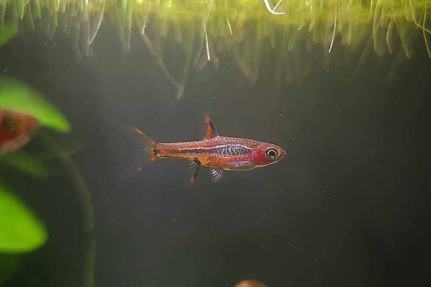 best fish for 5 gallon tank chili rasbora