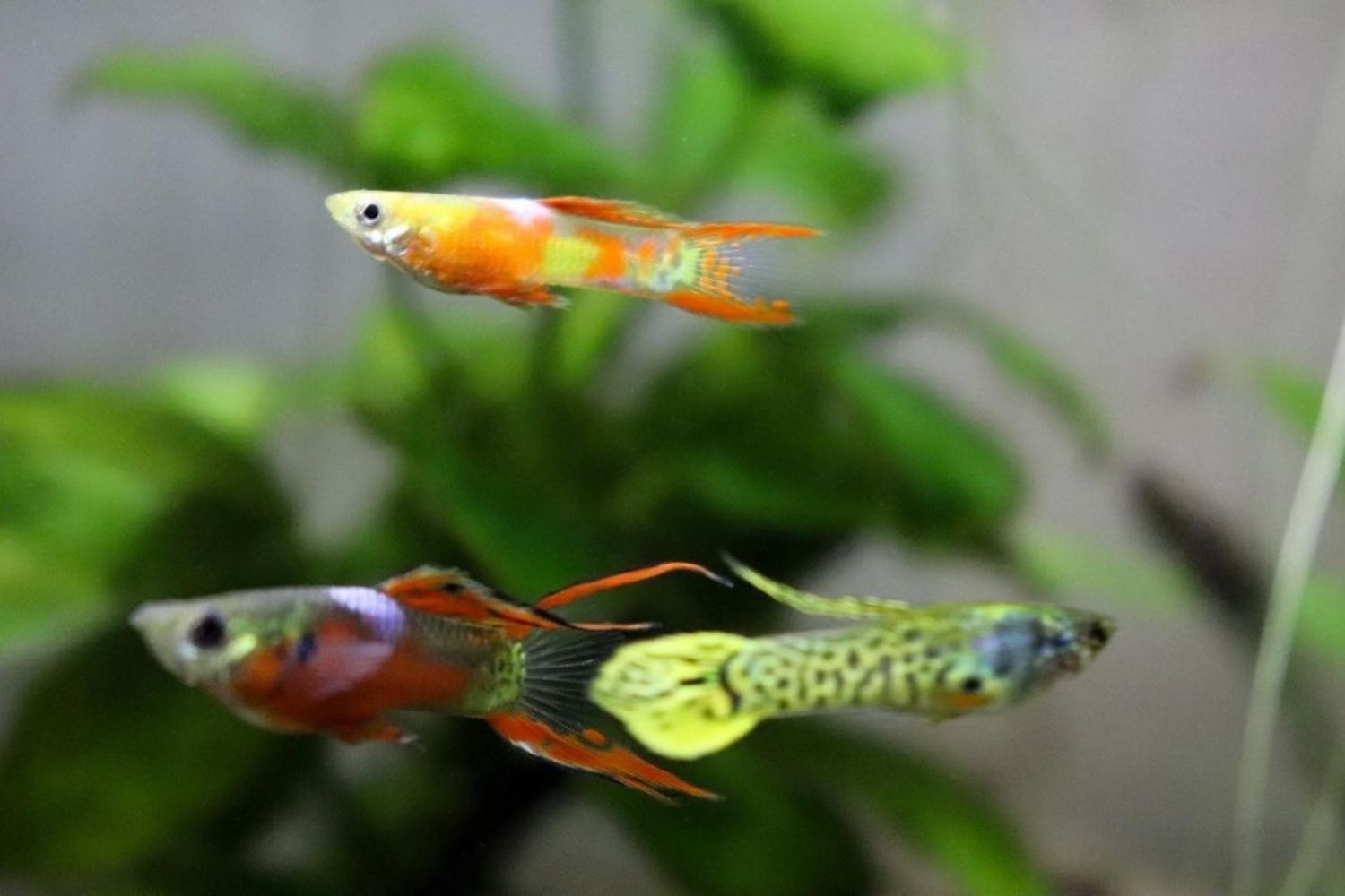 best fish for 5 gallon tank Endlers Livebearers