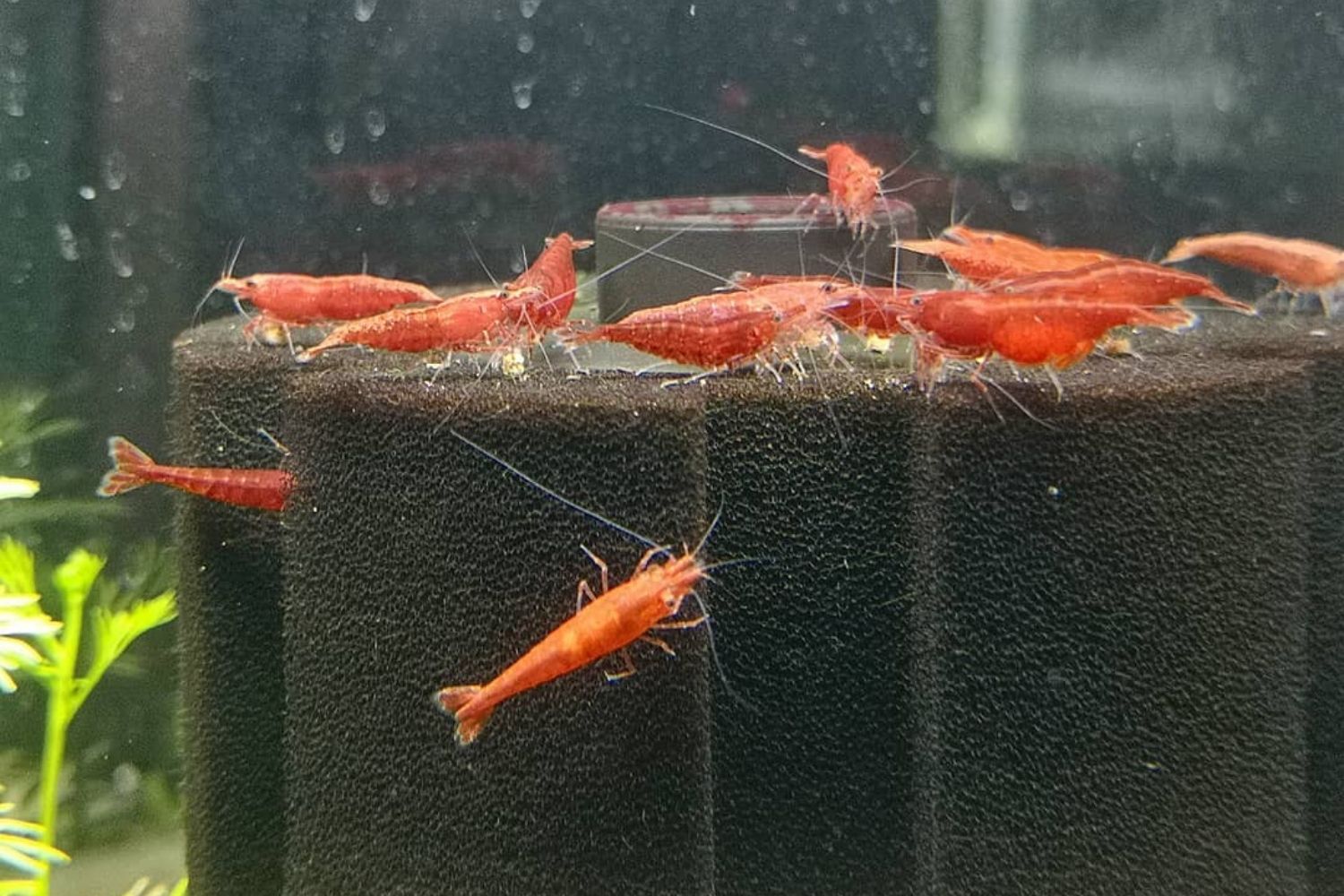 best sponge filter shrimp tank