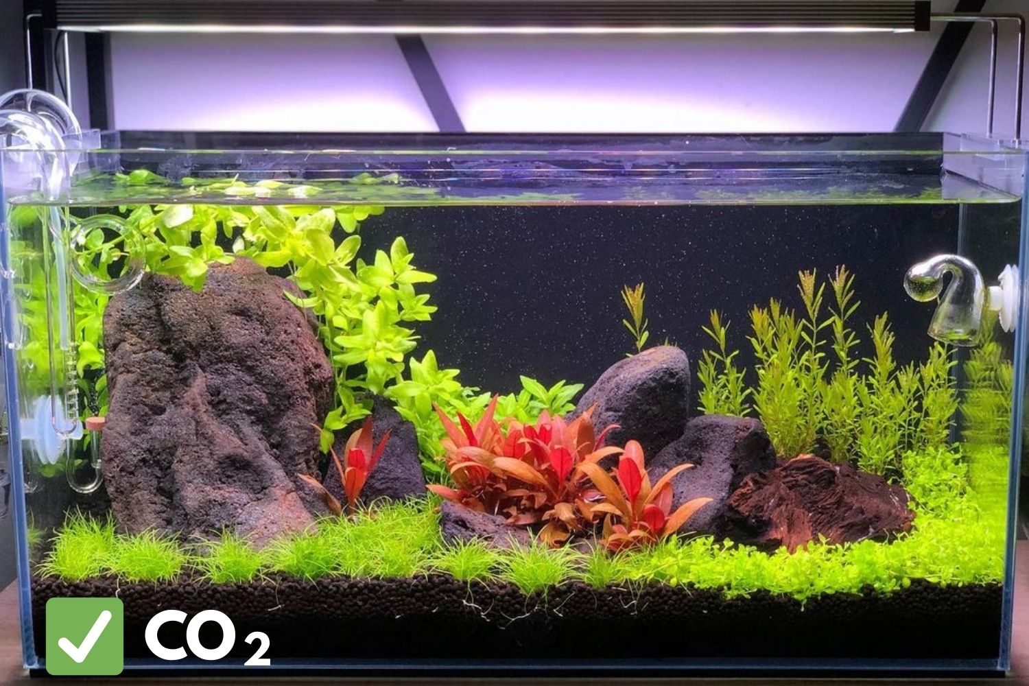 co2 results in planted tank after