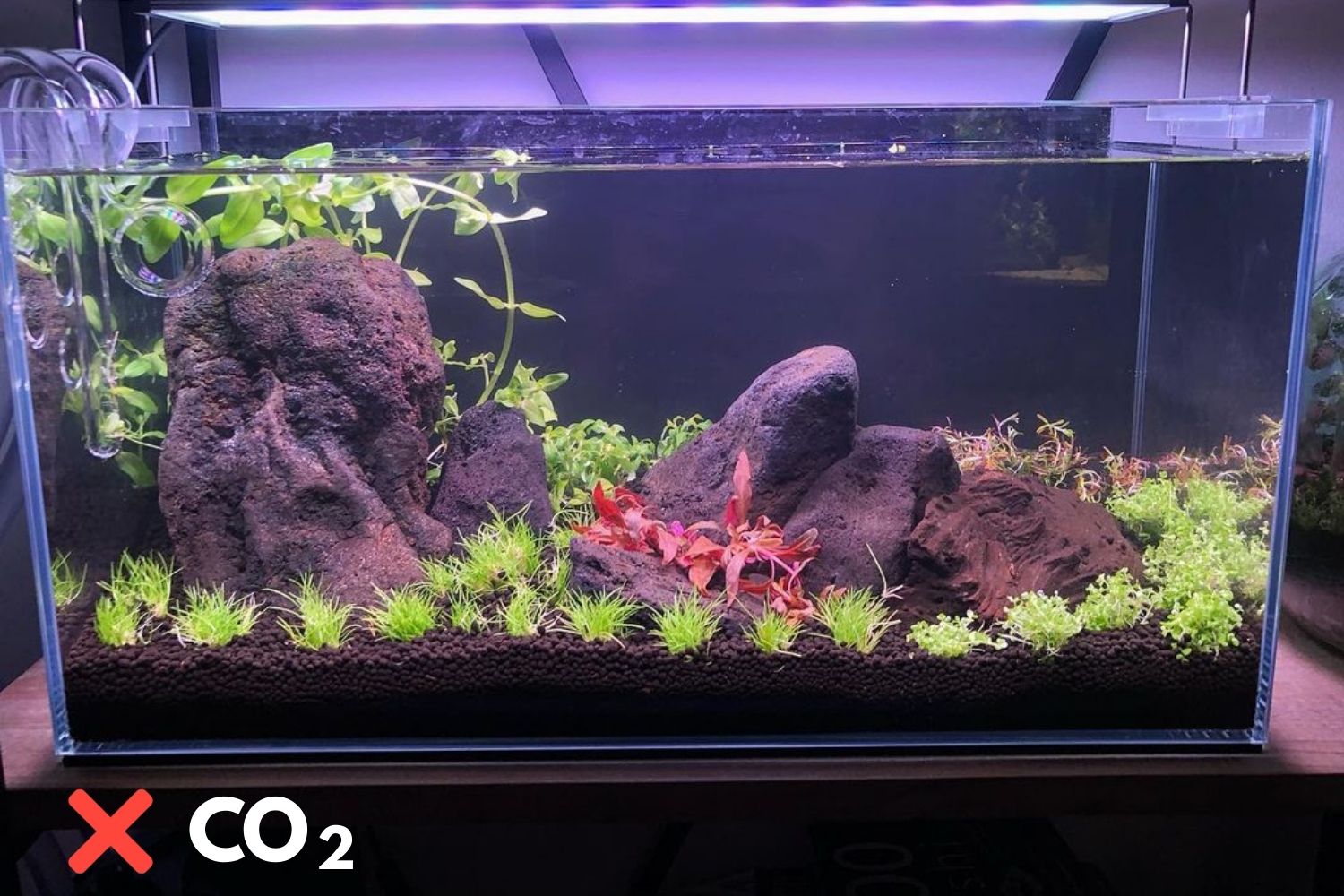 co2 results in planted tank before