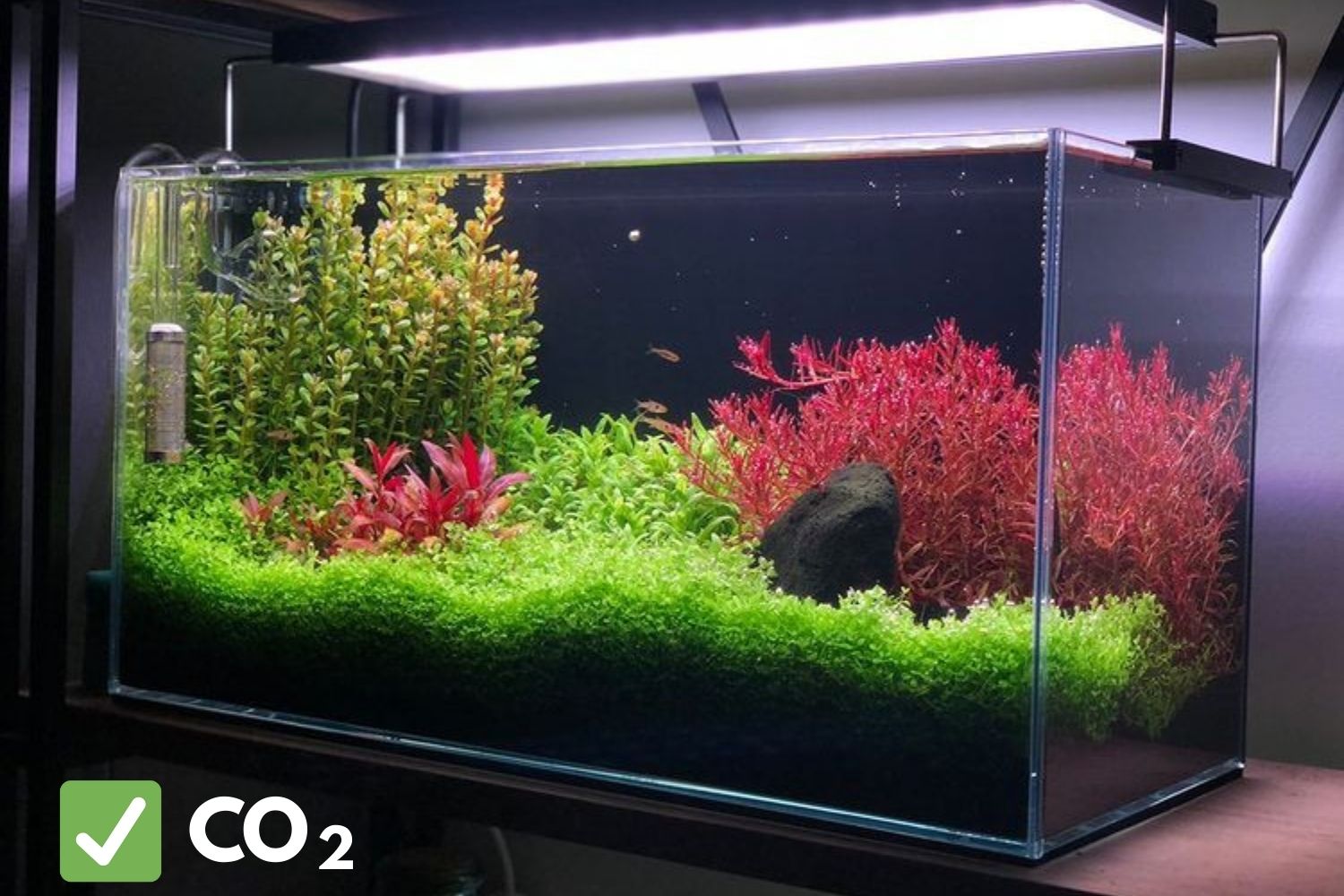 co2 system in planted tank after