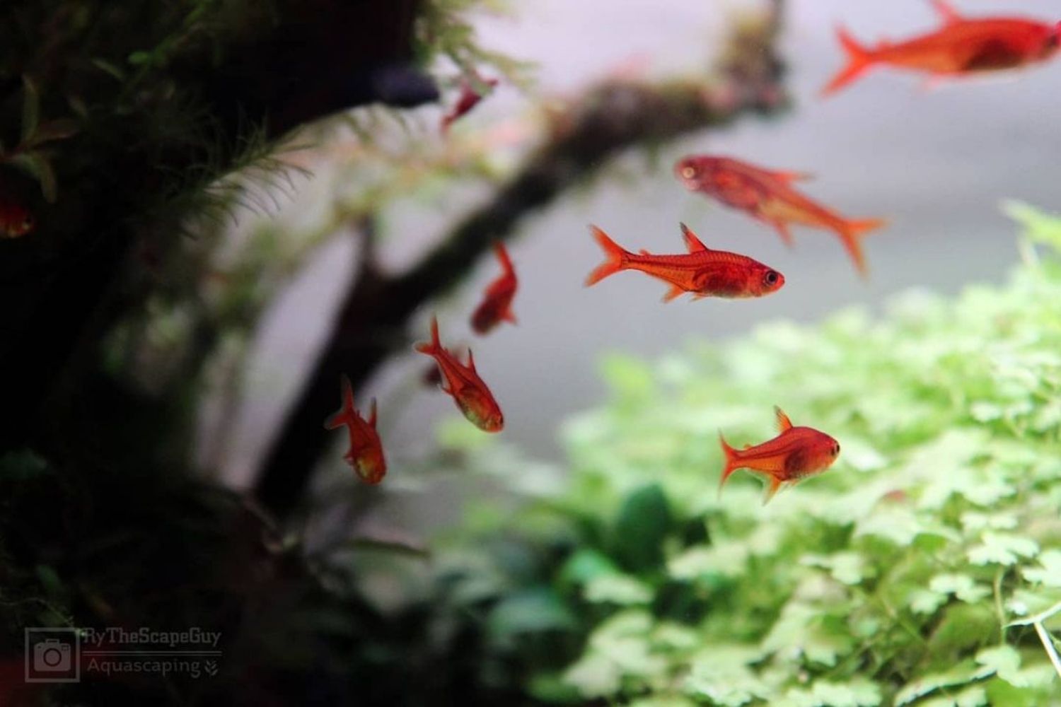 fish that dont need a filter Ember Tetras
