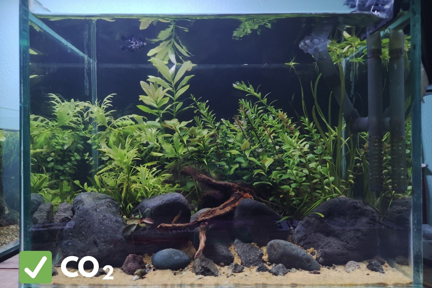 results of implemeting co2 in a planted tank
