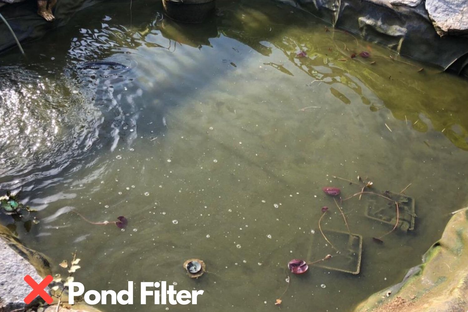 a pond without filter