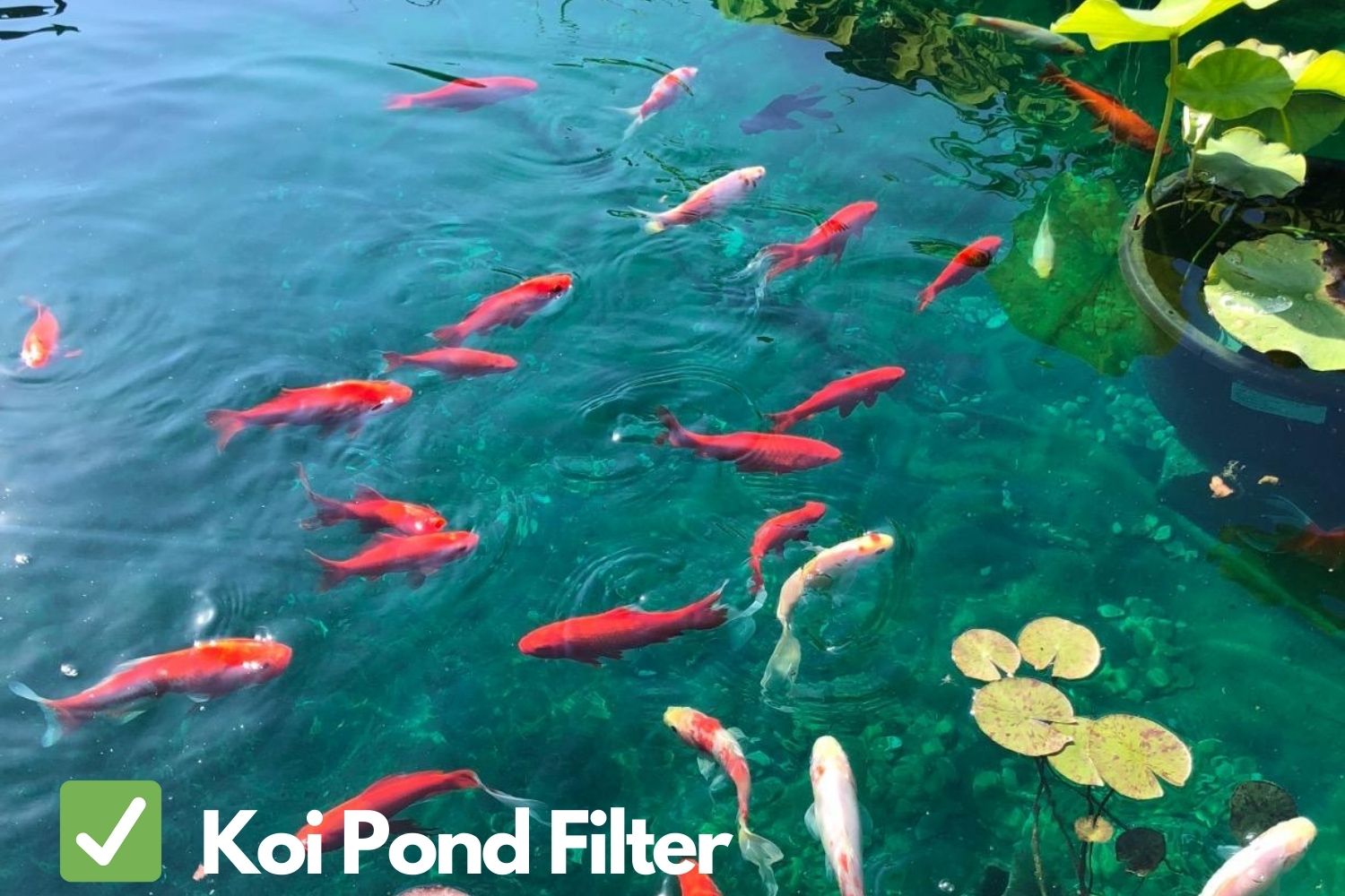 After Using Koi Pond Filter