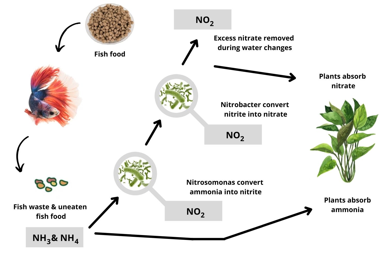 aquarium nitrogen cycle