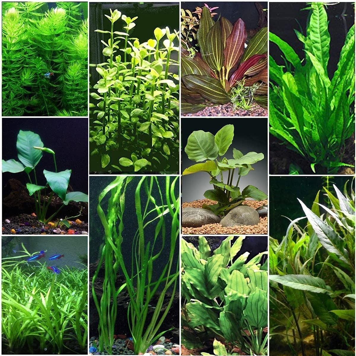 The Best Gift for Aquarium Lovers: Florida 10 Species Live Aquarium Plants Bundle