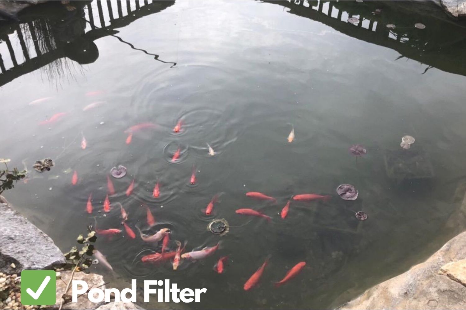 Pond with a Filter and Koi Fish