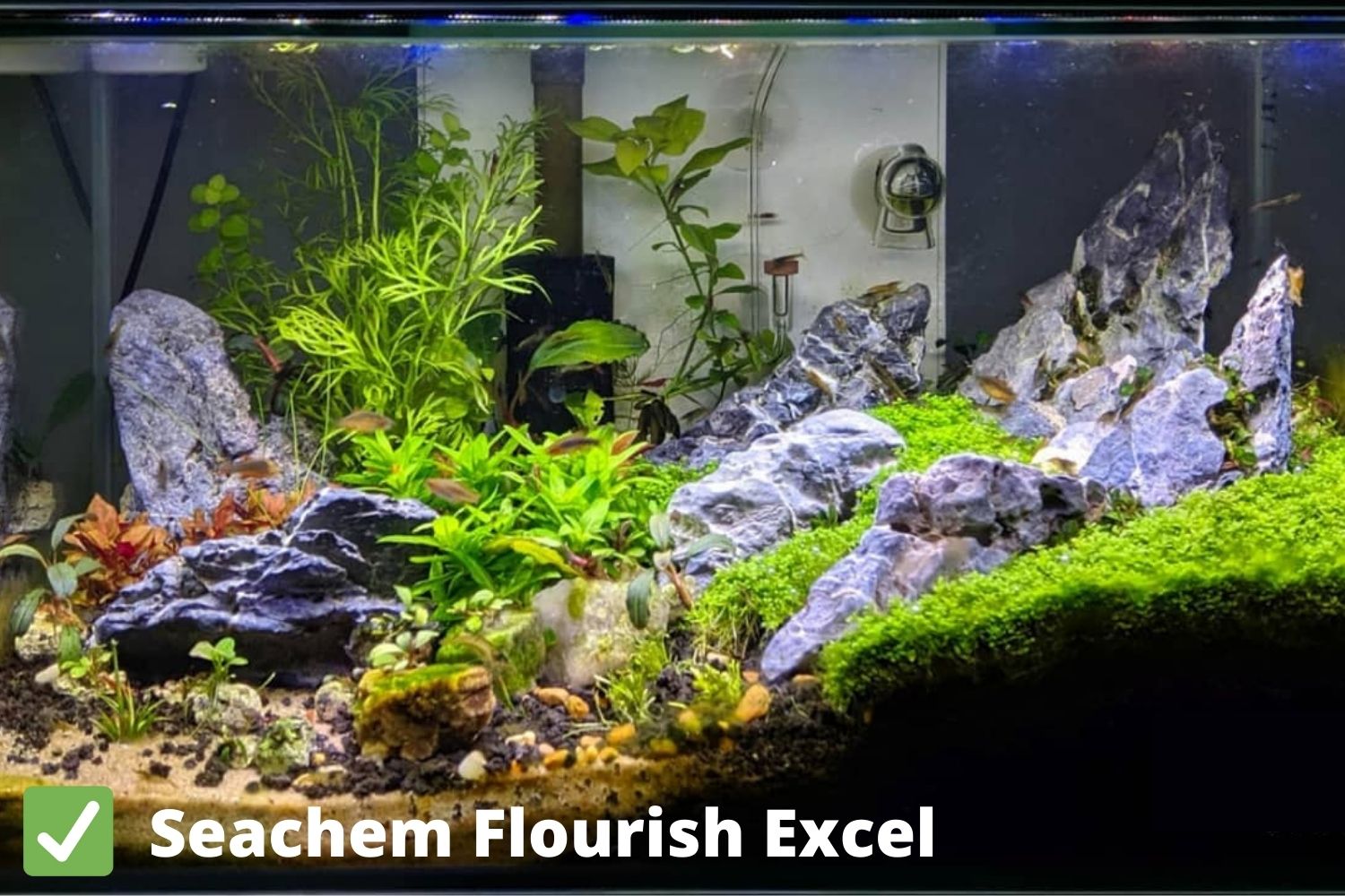 after using seachem flourish excel for algae