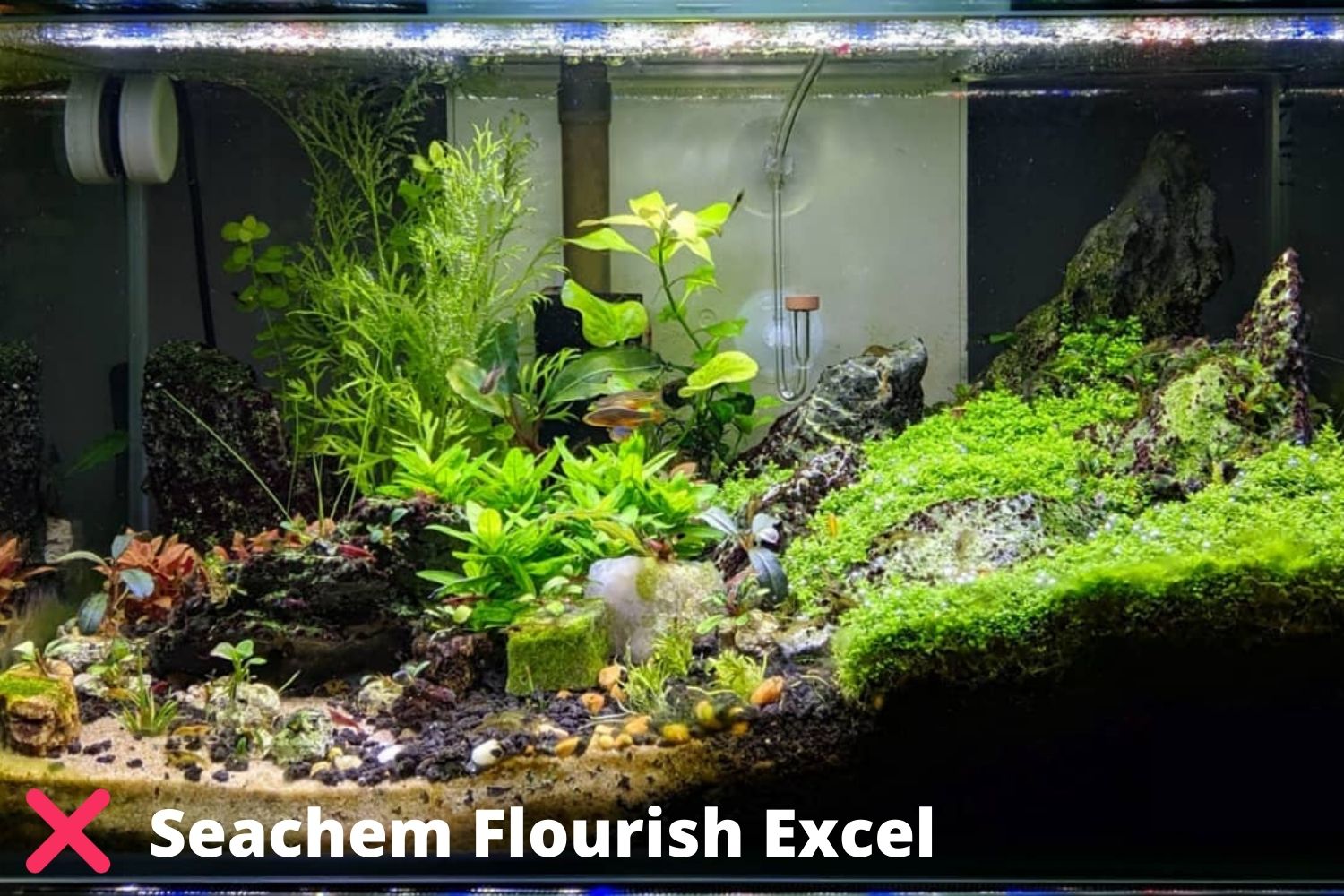 before using seachem flourish excel for algae