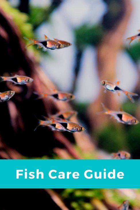 fish care guide