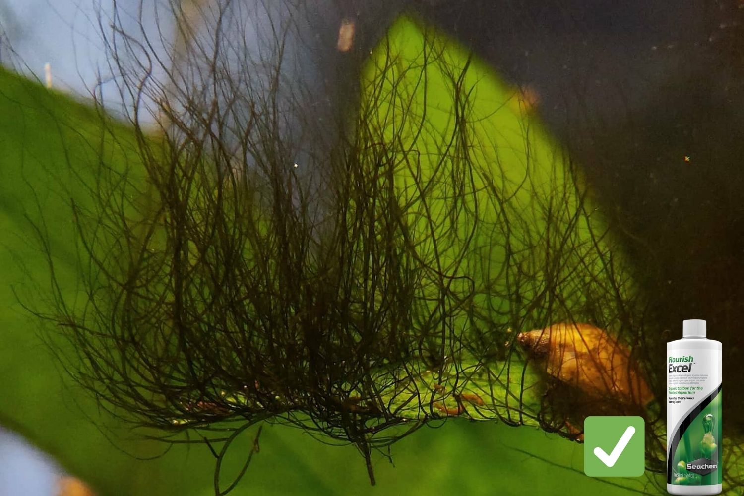 flourish excel black beard algae killer