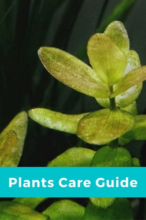 plants care guide
